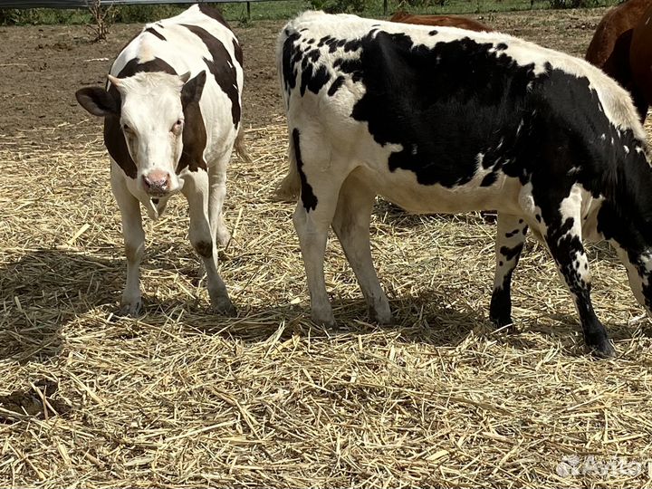 Телки голштины