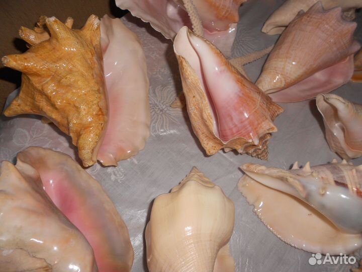 Морские раковины разные