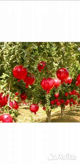 Саженцы граната сорт Крымский