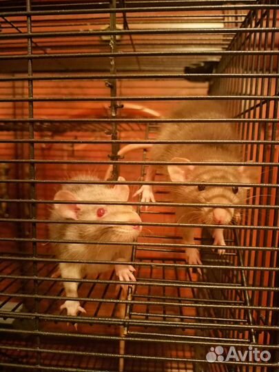 Крыски с клеткой