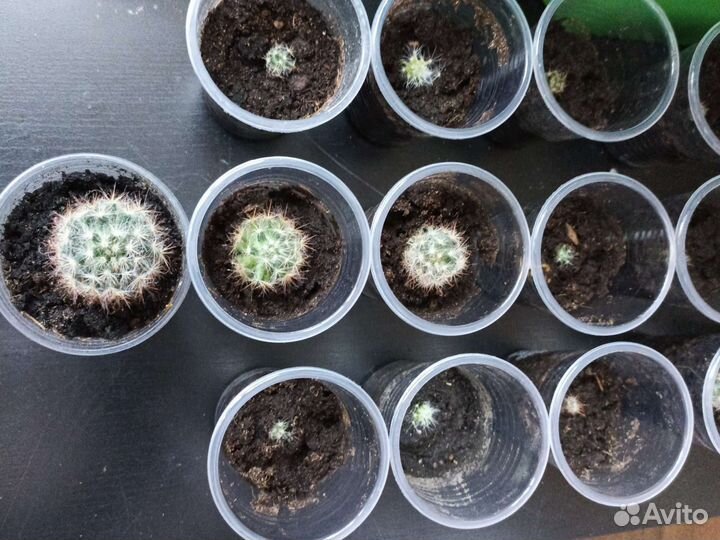 Кактус Мамилярия