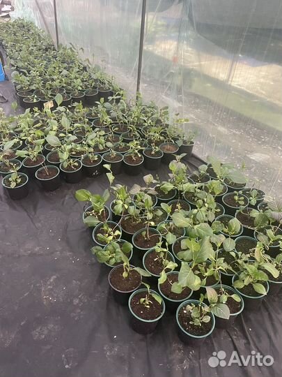 Растения для сада