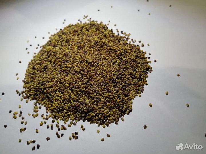 Клевер красный