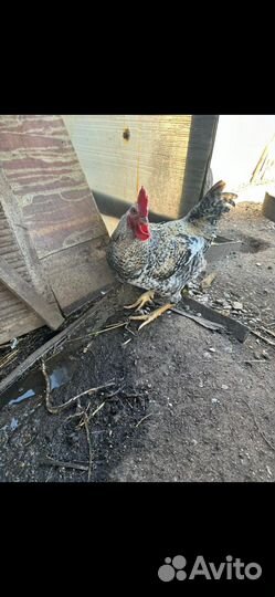 Молодые петухи