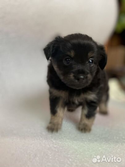 Той-терьер щенки