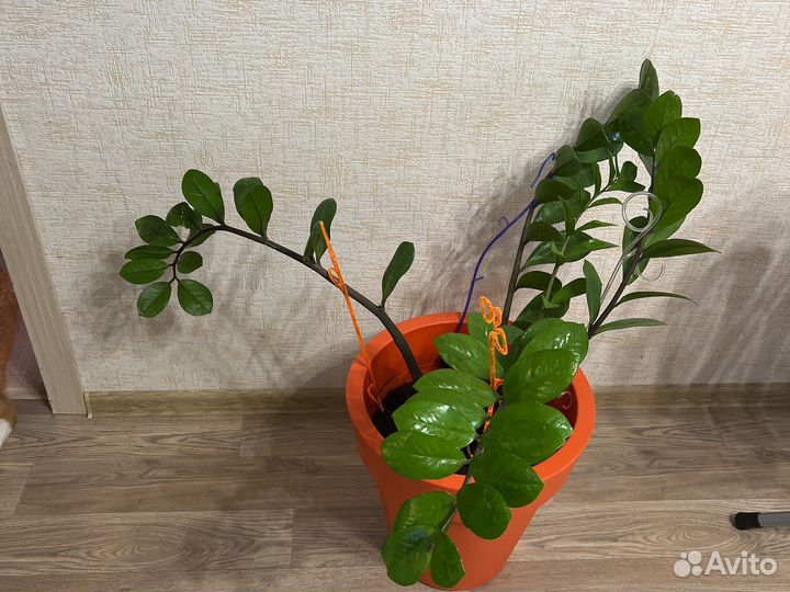 Замиокулькас