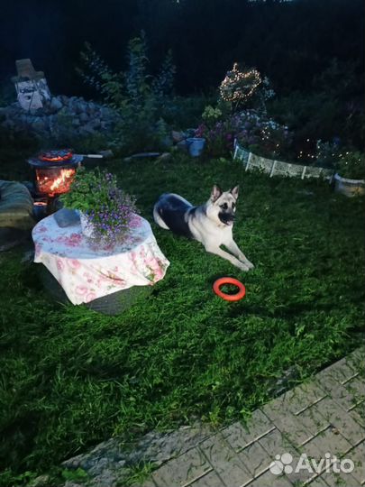 Собаки щенки немецкая овчарка