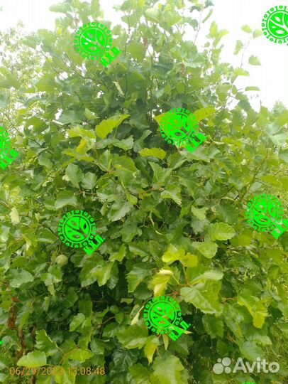 Боярышник супер пышный живой забор