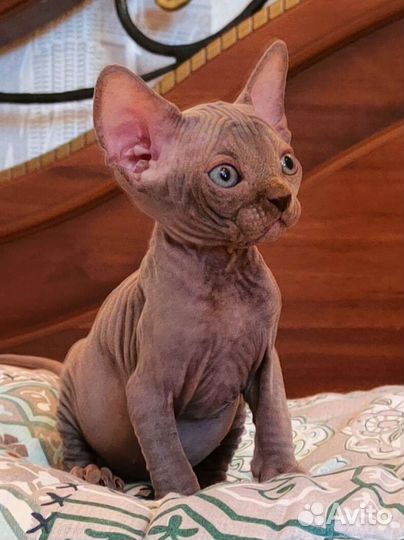 Канадский сфинкс мальчик