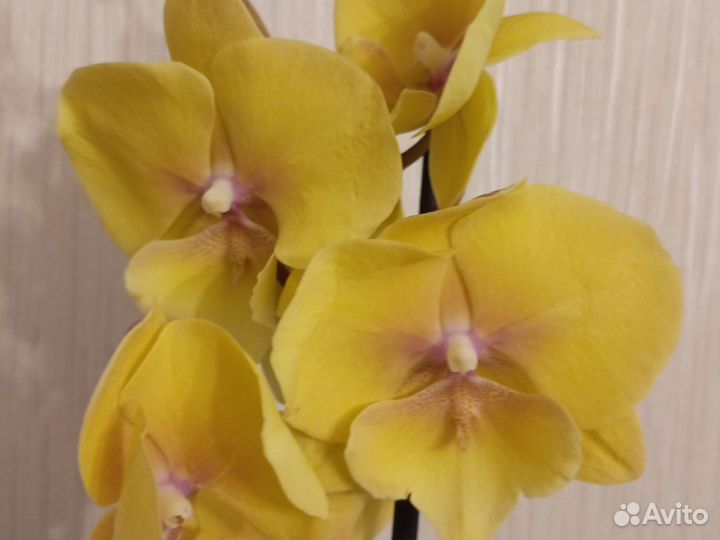 Орхидея фаленопсис биг лип Манго