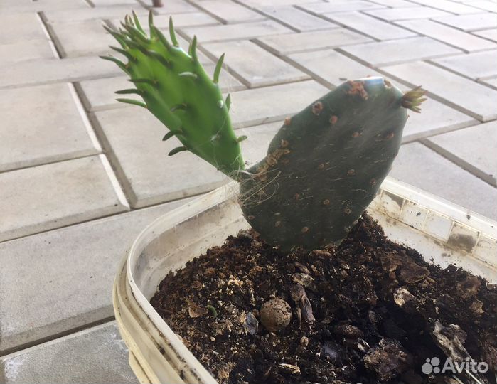 Кактус опунция