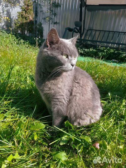 Возьмите котика