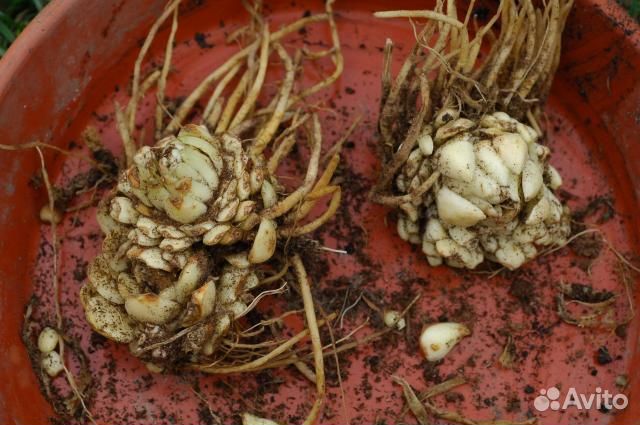 Луковицы лилии оптом