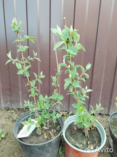 Чубушник махровый. Жасмин