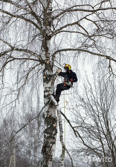 Спил и удаление деревьев