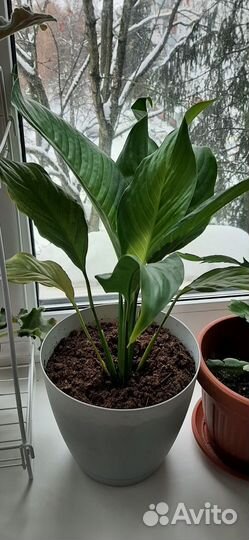 Комнатные растения