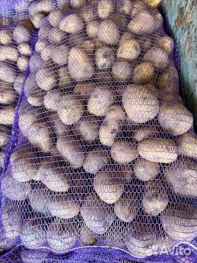 Продам картофель