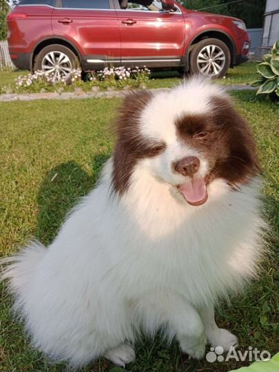 Немецкий шпиц мальчик вязка