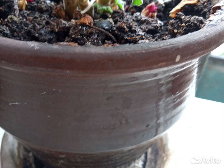 Пеларгония герань. Хлорофитум