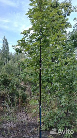 Клён Остролистный Высота 4метра штамбовой