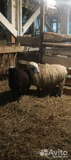 Овцы и козы 350 голов, оптом и в розницу