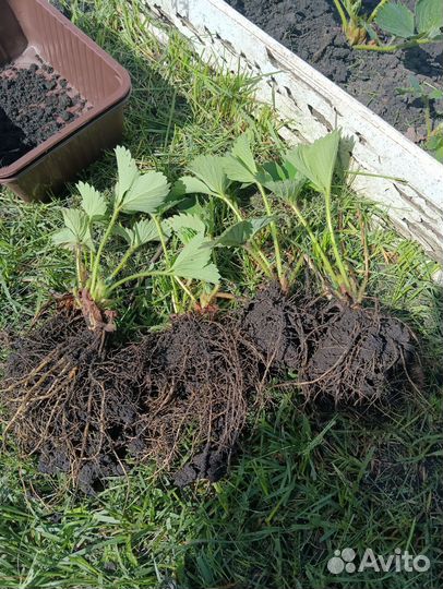 Рассада клубники