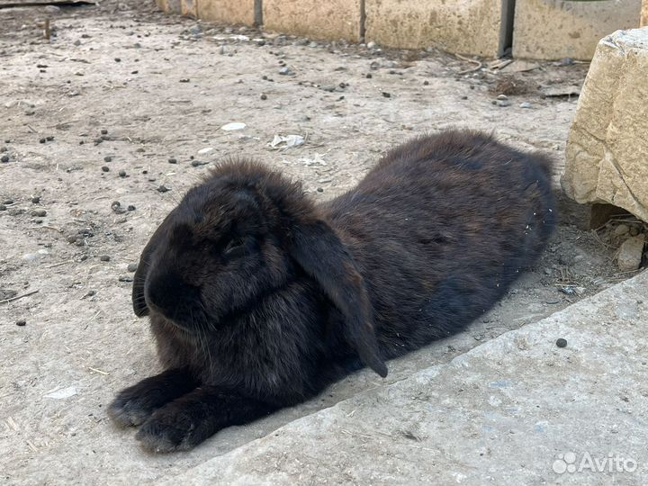 Кролики великаны