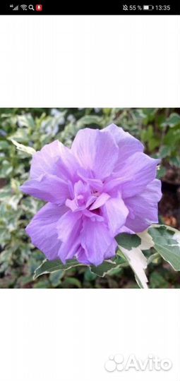 Гибискус Hibiscus syriacus Sugar Tip И Van Gogh