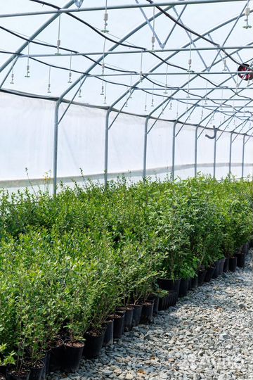 Кизильник блестящий