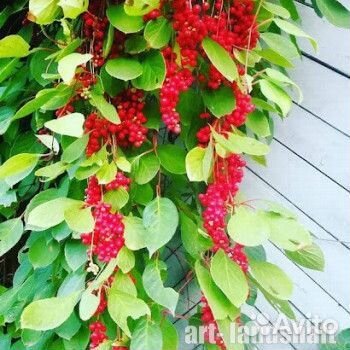 Лимонник китайский