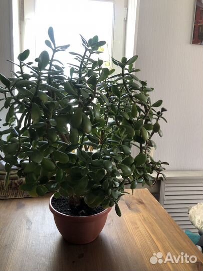 Толстянка, крассула, денежное дерево