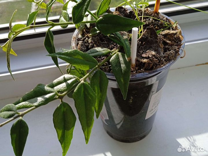 Хоя комнатные цветы