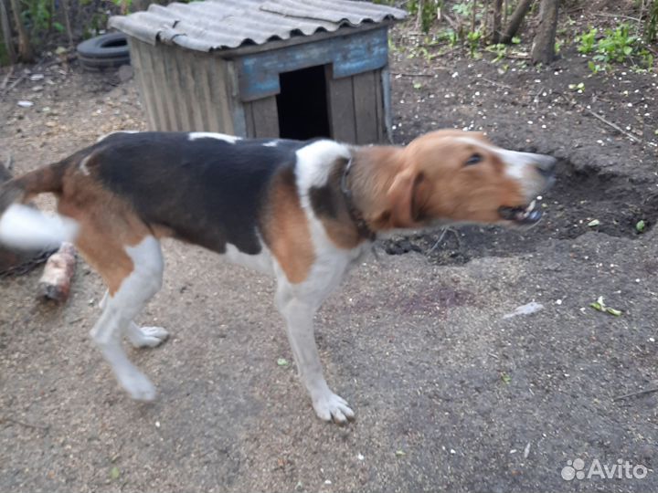 Охотничьи собаки