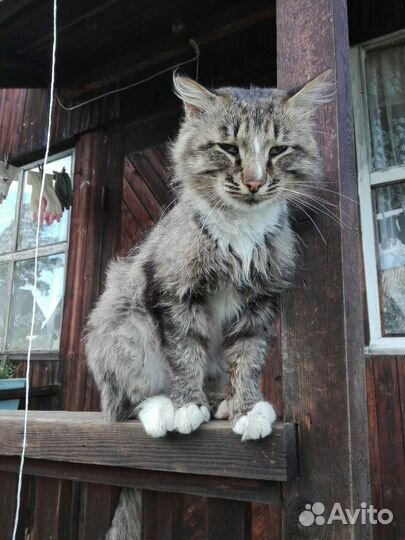 Профессиональный охранник/охотник - кот