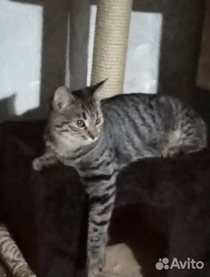 Котенок в добрые руки