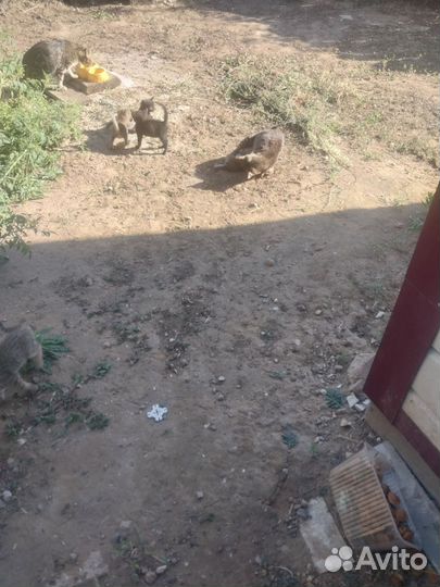 Нужны добрые руки