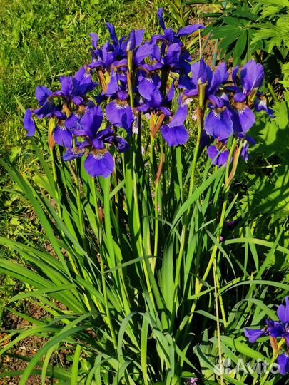 Многолетние цветы