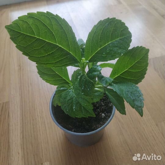 Гортензия крупнолистная Бесконечное лето Оридж