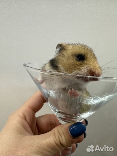 Хомяк осталось 3 малыша