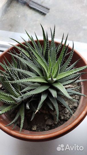 Хавортия полосатая