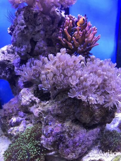 Коралл Ксения пульсирующая