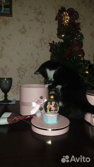 Кошки в добрые руки ценна 1000