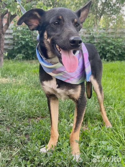 Алекс в добрые руки