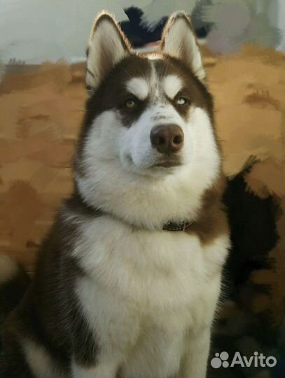 Хаски. Вязка