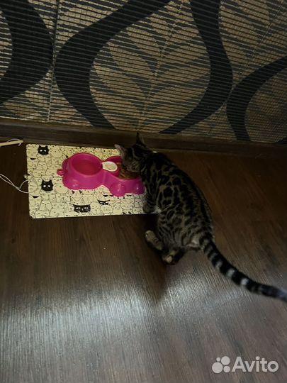 Бенгальская кошка