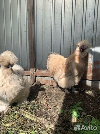 Инкубационное яйцо китайских шелковых кур