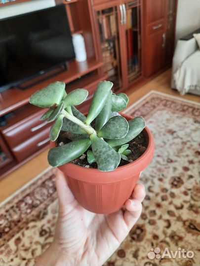 Андромискус