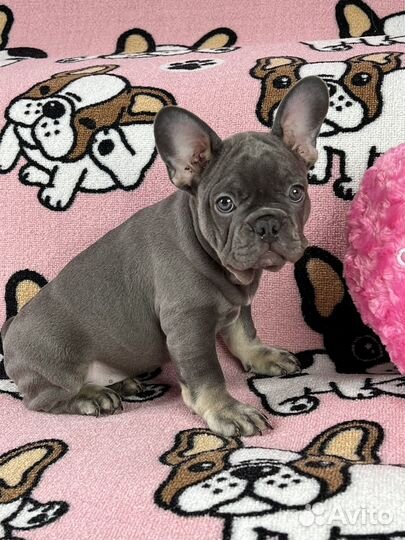 Щенки Французского бульдога