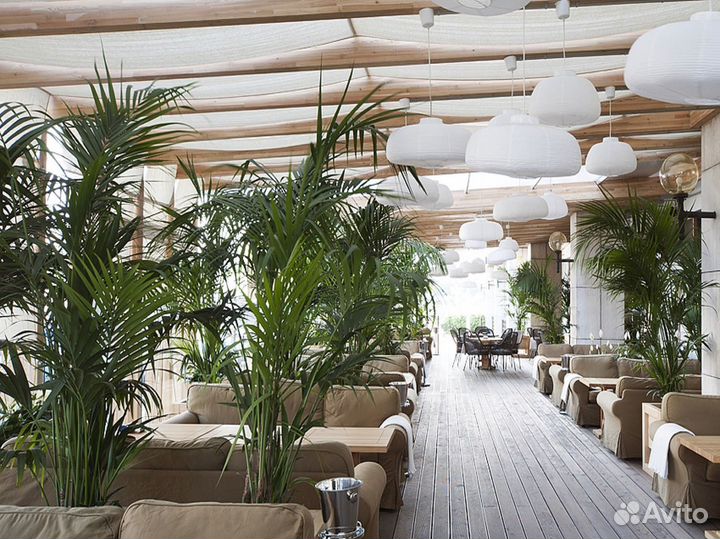 Декоративное озеленение интерьера