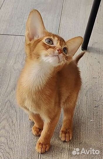 Абиссинские котята